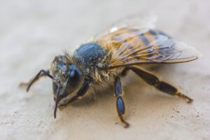 bee, insect, pollination-7650100.jpg